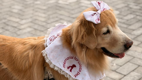 Memorial Fortaleza Pet - cuidado e carinho com cada animal